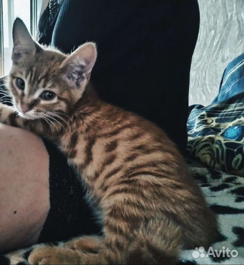 Отдам бесплатно котенка