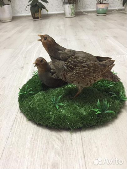 Чучело птицы