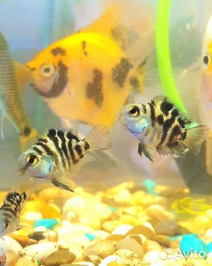 Рыбки Сапфировый попугай панда