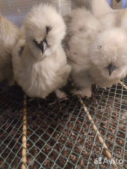 Китайские шелковые куры