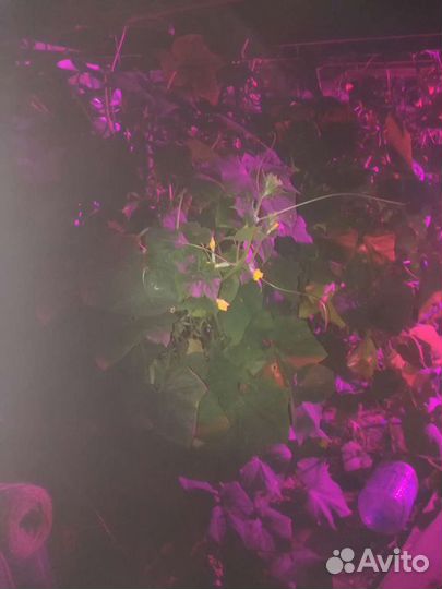 Фитосветильник, фитолампа для боксов и теплиц