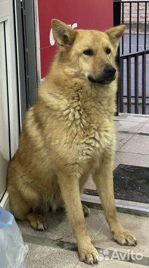 Собака в добрые руки