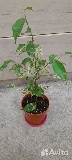 Фикус Сафари и др