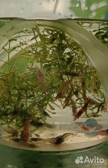 Аквариумные креветки неокардины, wild