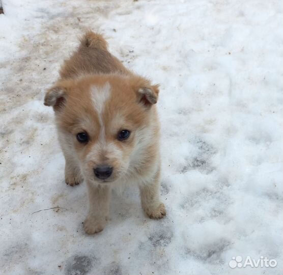 Пятеро малышей в поисках дома