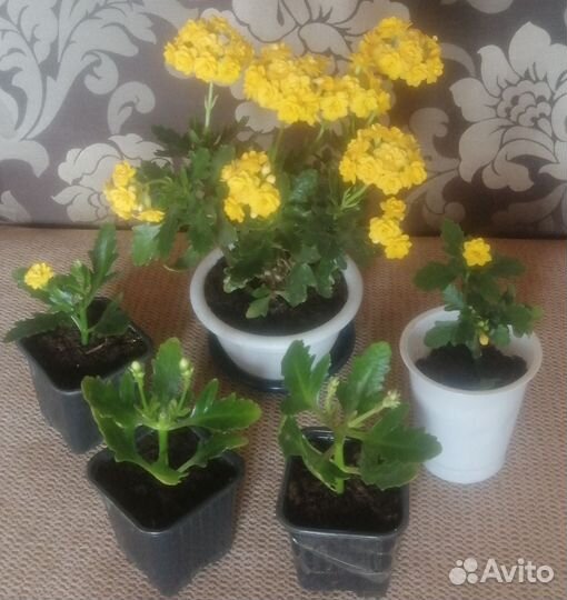 Замиокулькас Мандариновое дерево каланхоэ