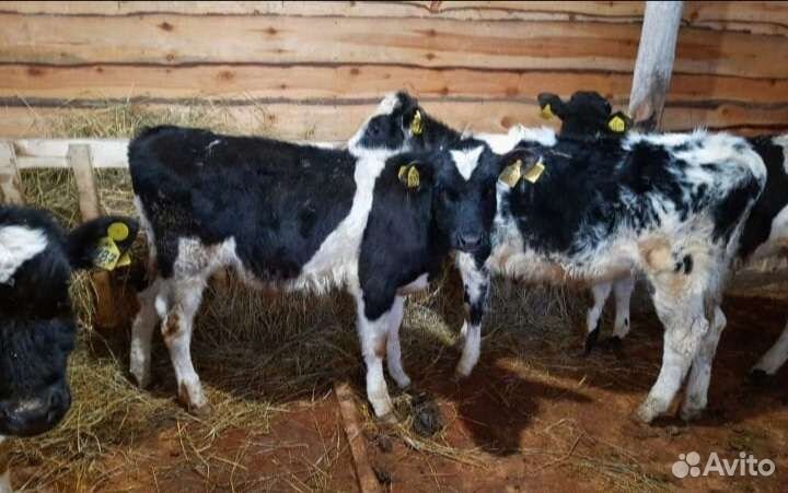 Телята бычки