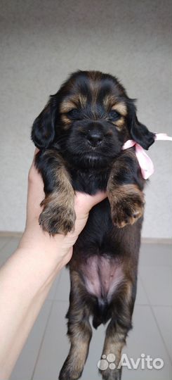 Длинношерстная такса