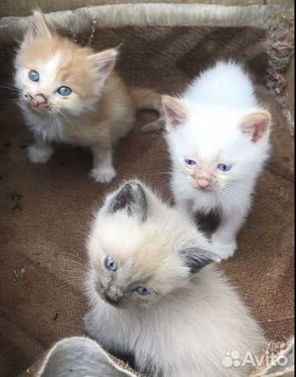 Котята в добрые руки бесплатно