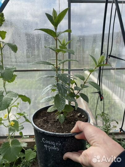 Гортензия метельчатая