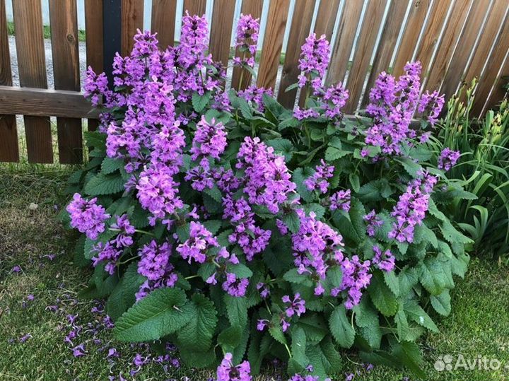 Буквица многолетник - саженцы (обменяю)