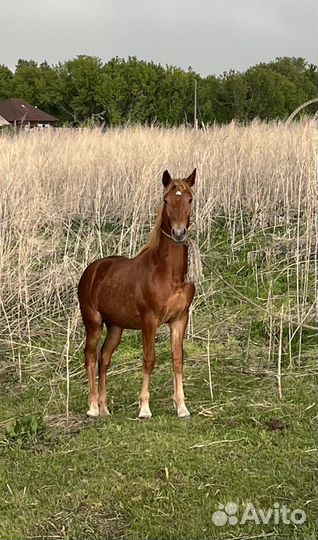 Жеребец, жеребята