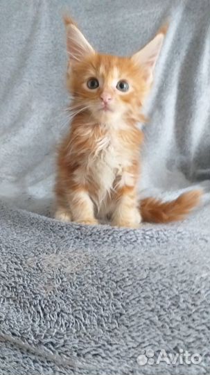 Шикарные Принцы