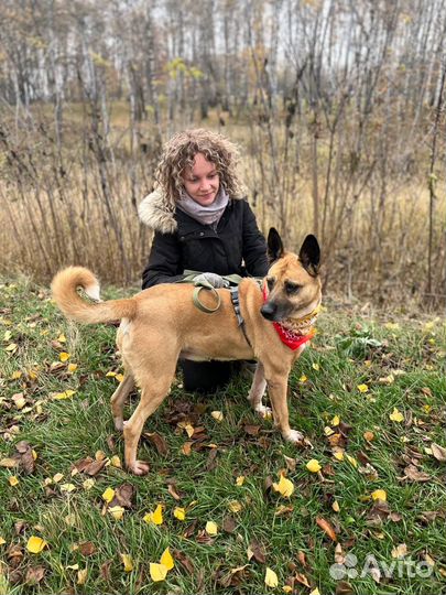 Красивая умная собака грустит в приюте