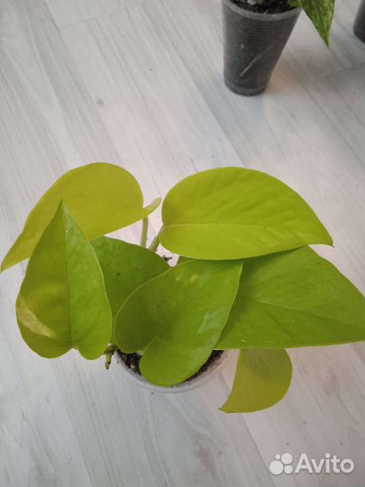 Сциндапсусы, эпипремнумы