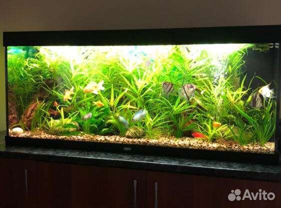 Чистка аквариума, оформление, обслуживание