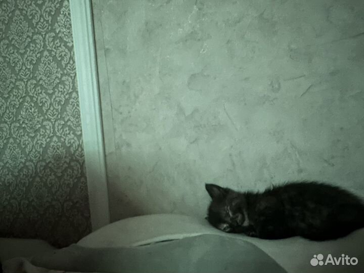 Отдам малышку в добрые руки