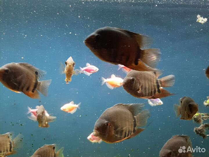 Северум бирюзовый