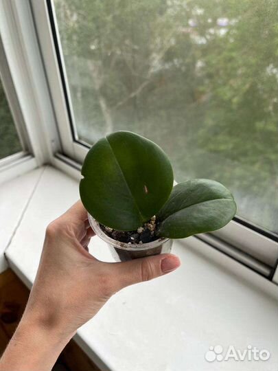 Пеперомия туполистная