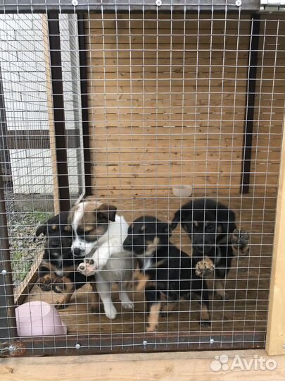 Милые дворняшки