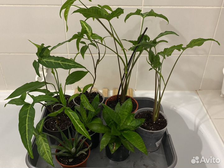 Комнатные цветы