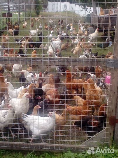 Яйцо домашнее с доставкой