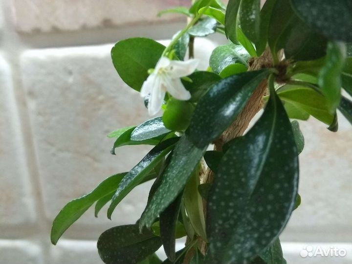 Кармона, чайное дерево