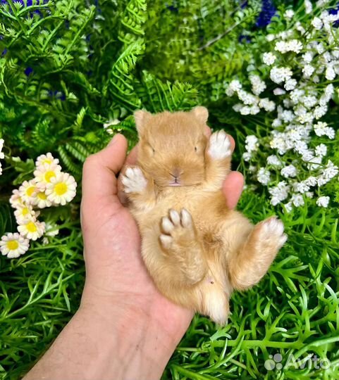 Кролики ручные мини