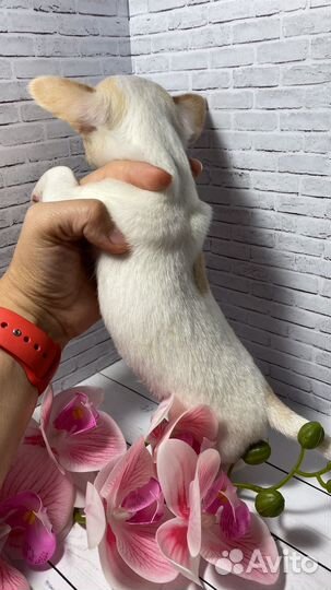 Чихуахуа мини мальчик