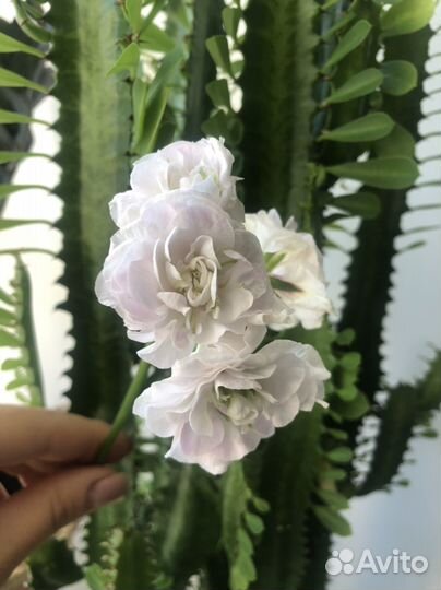 Плющелистные пеларгонии