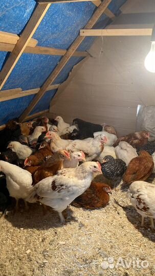Цыплята 2-х месячные