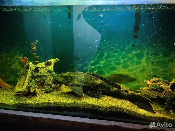 Аквариум