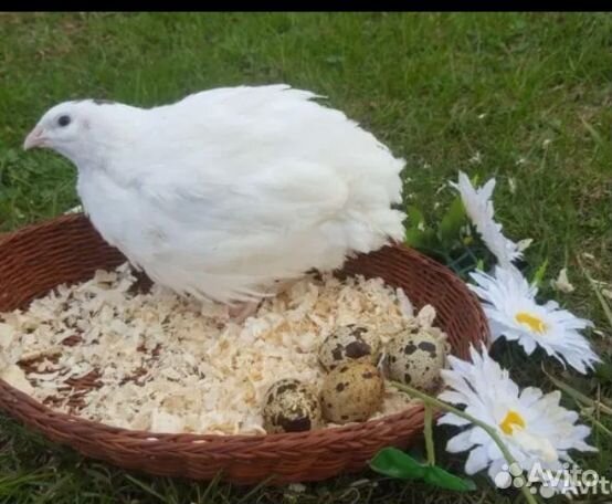 Перепелята