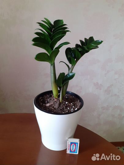 Замиокулькас