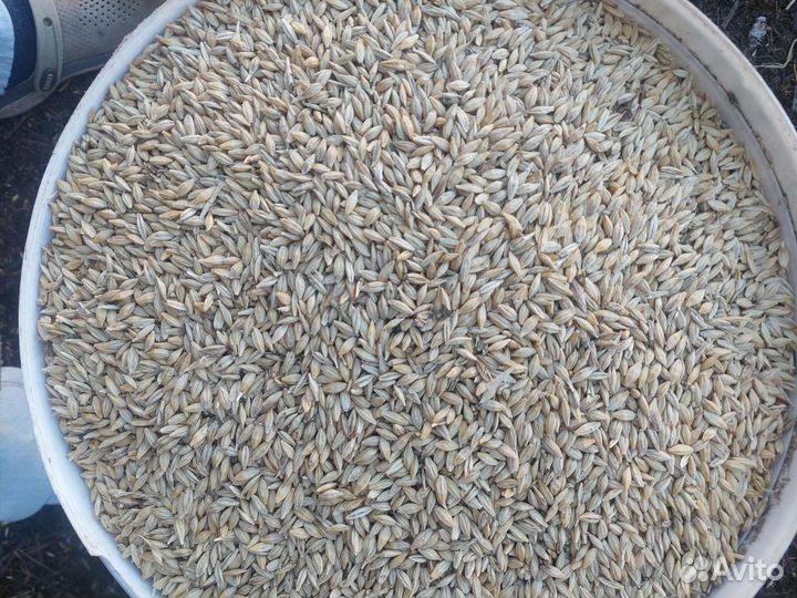 Продам ячмень
