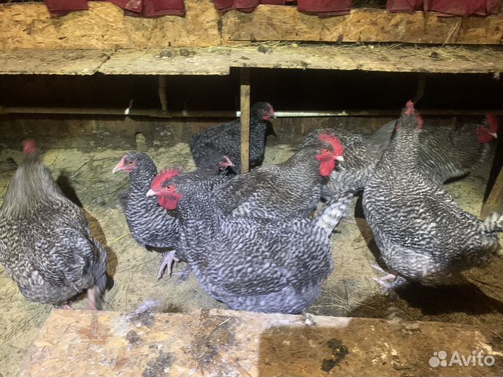 Куры породы мехеленская кукушка (мален )