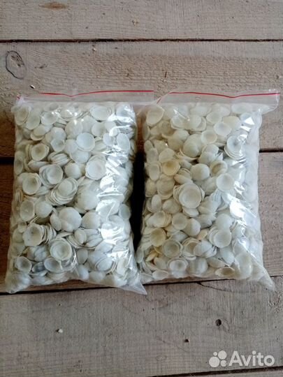 Ракушка морская Роза белая для поделок