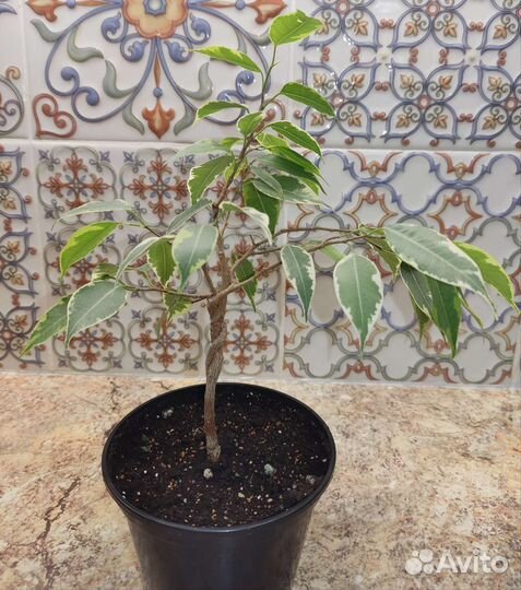 Фикус бенджамина плетеный