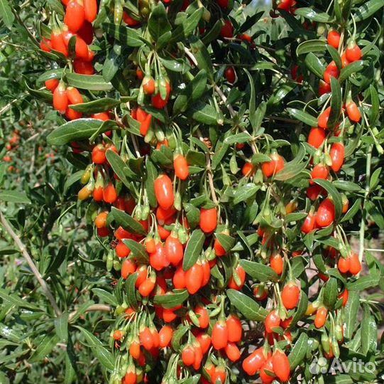 Саженцы ягод годжа