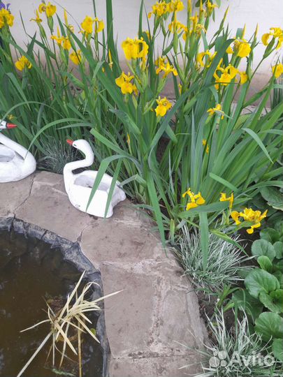 Ирис, гвоздики