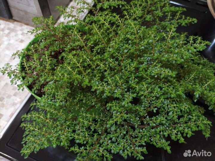 Комнатные растения 