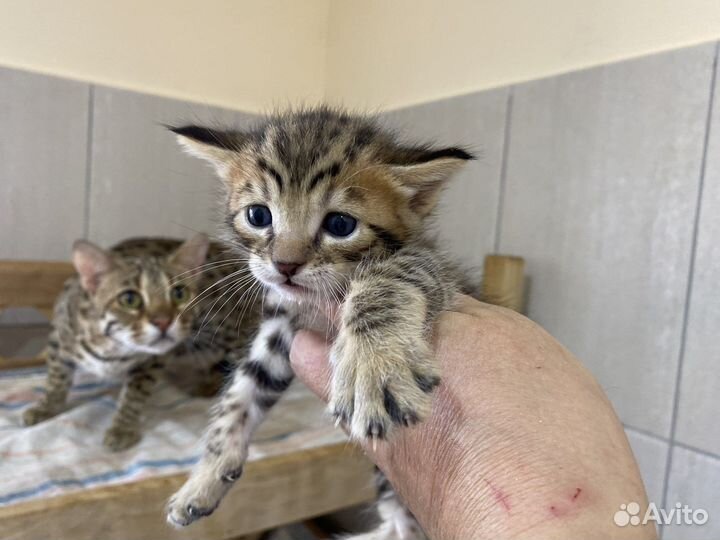 Алк котята ф2