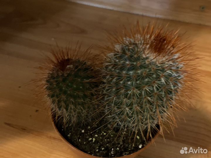 Кактус микс