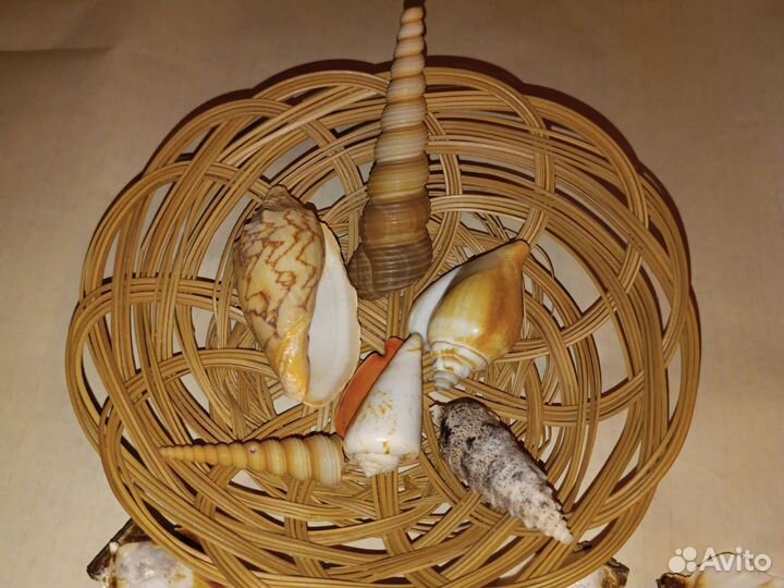 Морские ракушки