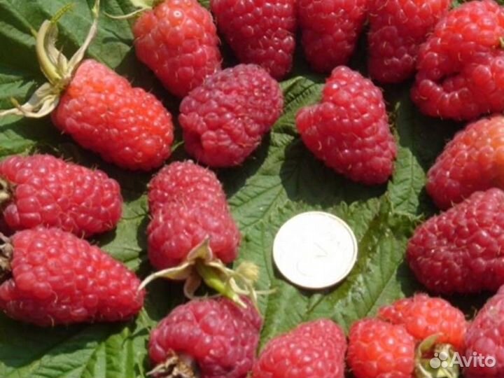 Продам малиновые деревья