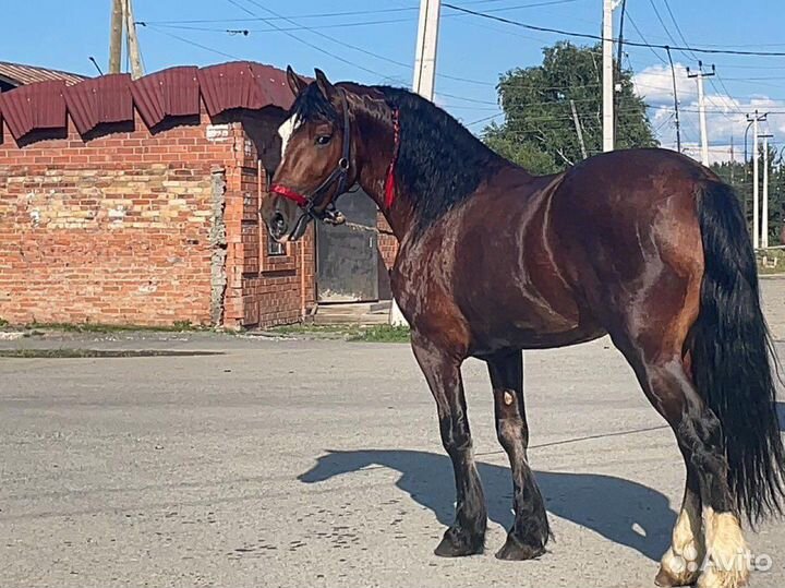 Продам жеребца