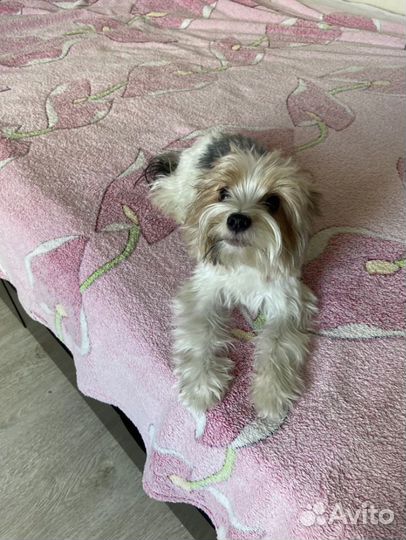 Передержка и социализация животных