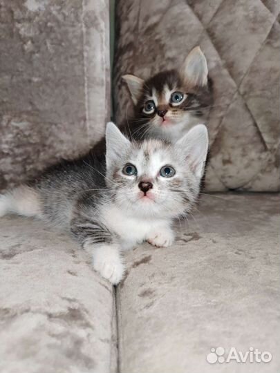 Отдам котят