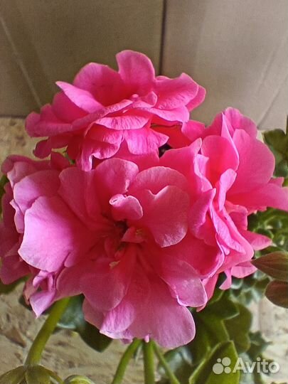 Пеларгония плющелистная ампельная герань