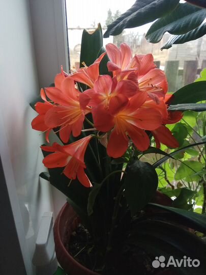 Кливия. Цветёт 3 раза в год